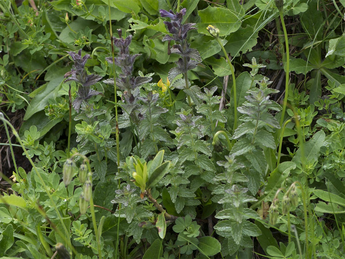 Bartsia alpina